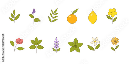 Flat Style Vector Set of Botanical Elements: Lavender, Mint, Tea Tree, Eucalyptus, Rose, Orange, Lemon, Patchouli, Jasmine, Basil, Calendula, and St. John’s Wort (Hypericum). Surface and Packaging.