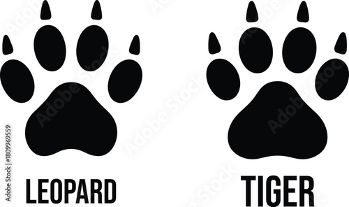 Leopard and tiger paw print comparison, wild animal tracks