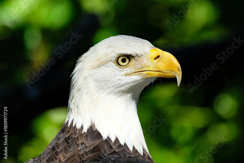 American bald eagle close up of it's face and head