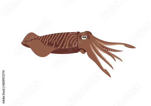 Brown Cuttlefish Swimming Underwater.