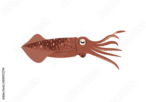 Brown squid illustration with tentacles and eye on white background.