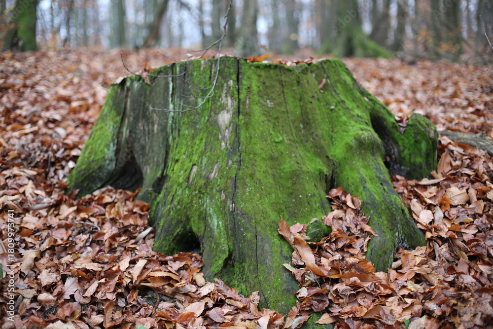Obraz premium green stump among fallen leaves in the forest