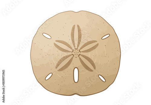 Single Sand Dollar Isolated on White Background.