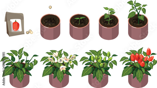 Life cycle of ornamental pepper (Capsicum annuum) plant development from seed and sprout to fruiting plant with ripe red fruits. Growth stages of pepper plant isolated on white background