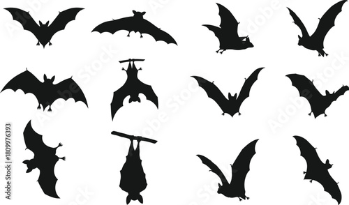 A collection of bats for artwork collection
