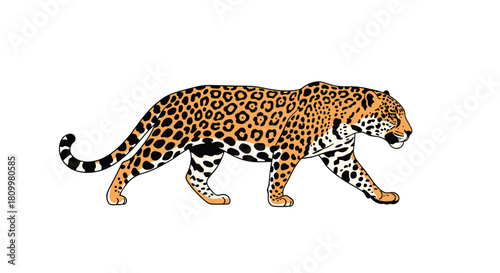 Graceful jaguar with a detailed rosette-patterned coat walking majestically in a side profile view isolated on a white background.
