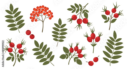 Set of isolated autumn botanical illustrations showing red rowan berries and rosehips with their corresponding green leaves.