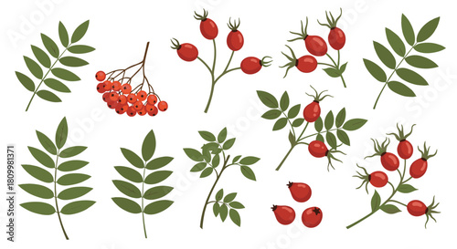 Botanical collection of isolated autumn rowan berries and rosehips on branches with their distinctive green leaves.