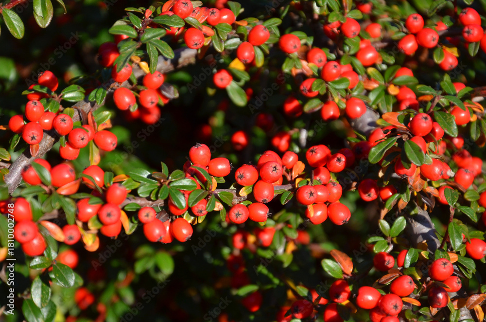 Obraz premium Cotoneaster ' Coral Beauty ’ branches with red ripe berries clusters in autumn sunny day. Closeup photo outdoors .Landscaping ,gardening concept. 