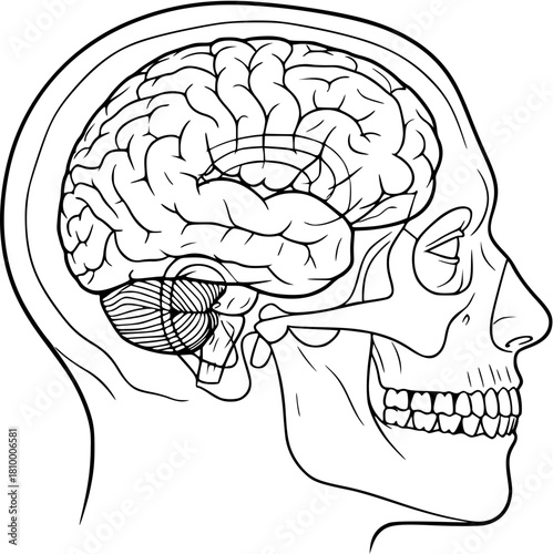 A black and white line drawing of a human head in profile with a visible brain inside the skull
