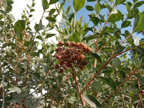 Lawsonia inermis henna plant branch loaded with small green and reddish fruits with seeds showing natural berry cluster pattern of common henna shrub in outdoor garden