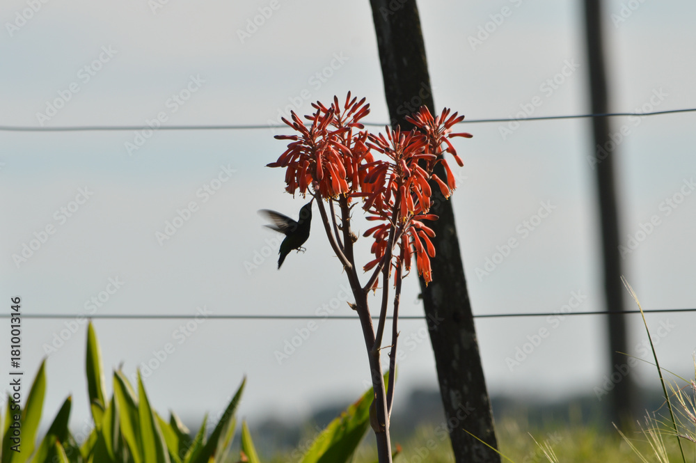 Obraz premium flower and hummingbird in the wind