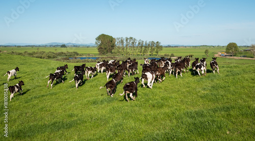 Foto Mob of Friesian and Friesian cross dairy calves grazing in green grass