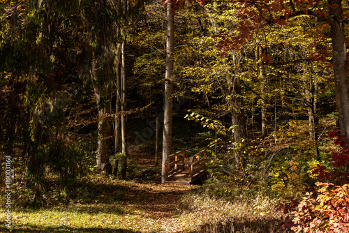 Autumn forest landscapes in Europe and a picturesque forest path