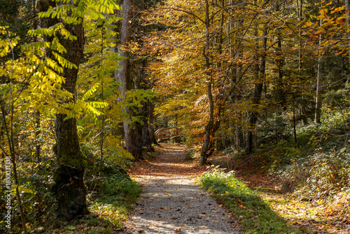 Autumn forest landscapes in Europe and a picturesque forest path
