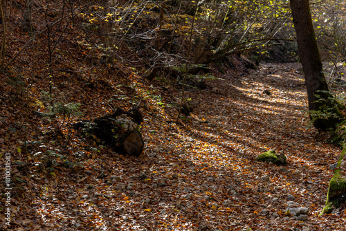 Autumn forest landscapes in Europe and a picturesque forest path