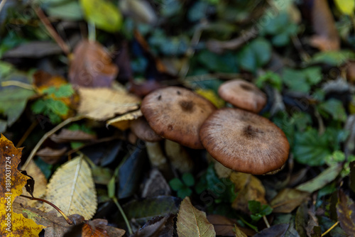 Various mushrooms in the autumn forest in Austria after rain