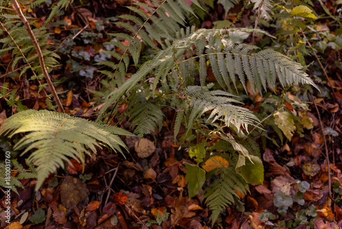 Picturesque ferns in an autumnal Austrian forest