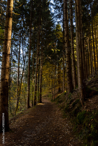 Autumn forest landscapes in Europe and a picturesque forest path