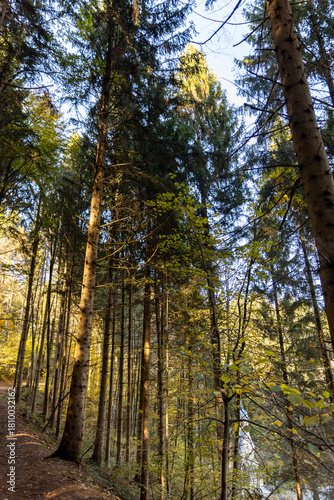 Autumn forest landscapes in Europe and a picturesque forest path