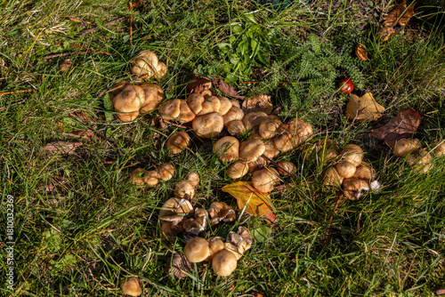 Various mushrooms in the autumn forest in Austria after rain