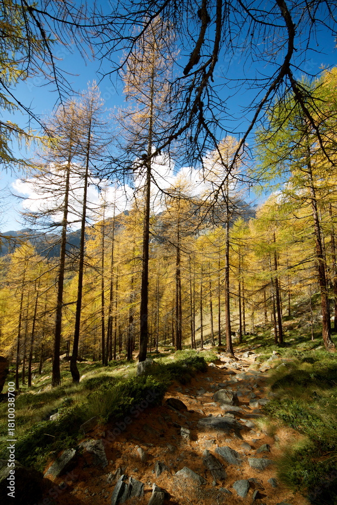 Obraz premium Larici in autunno