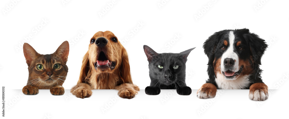 Obraz premium Cats and dogs peeking out on white background. Animals holding their paws on banner
