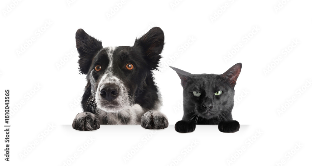 Obraz premium Cat and dog peeking out on white background. Animals holding their paws on banner