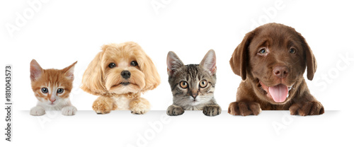 Photography Cats and dogs peeking out on white background