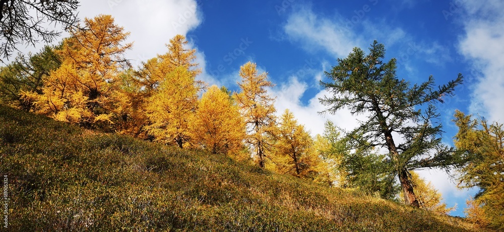 Fototapeta premium Larici in autunno