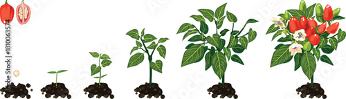Life cycle of ornamental pepper (Capsicum annuum) plant development from seed and sprout to fruiting plant with ripe red fruits. Growth stages of pepper plant isolated on a white background
