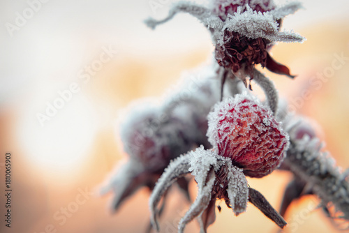 Frosted Rose Hips Glisten in the Morning Light at a Chilly Garden in Winter