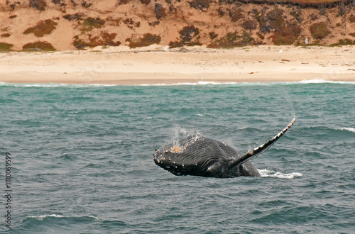 Juvenile Humpback breaching off Monterey