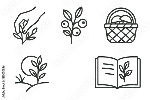 Foraging Line Icons. Line style icons of foraging and wild sourcing: hand picking herbs, forest berries, mushroom basket, nature