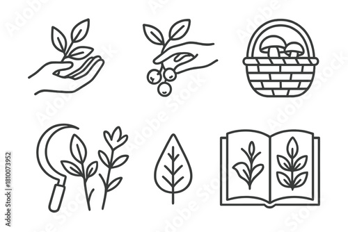 Foraging Line Icons. Line style icons of foraging and wild sourcing: hand picking herbs, forest berries, mushroom basket, nature