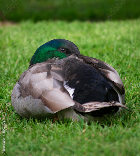 sleeping duck on the grass