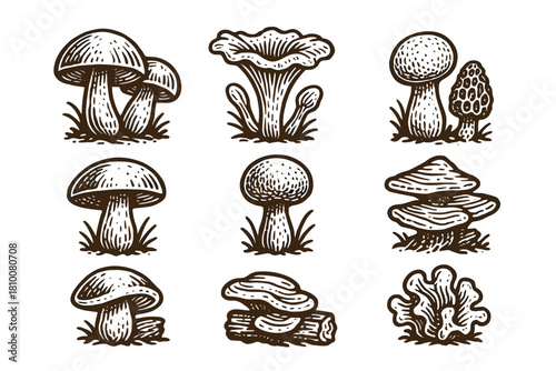 Vintage mushroom set in hand-drawn style with various fungi illustrations
