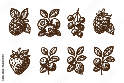 Vintage style hand drawn berries collection: raspberries, blackberries, strawberries, and more
