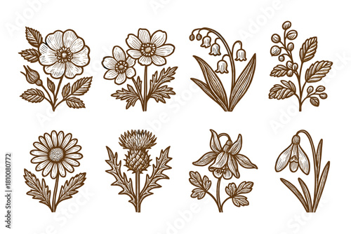 Vintage botanical sketches of wildflowers and herbs: a rustic floral collection