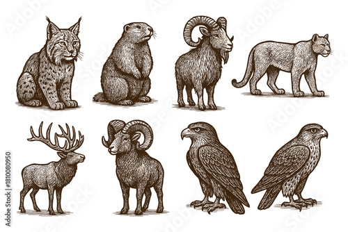 Vintage wildlife engravings: diverse animals in detailed sketch art