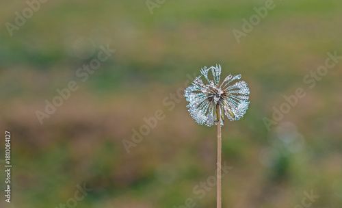 Dandelion (Taraxacum officinale) is a naturally occurring plant. Its cotton-like white seeds attract attention in autumn.