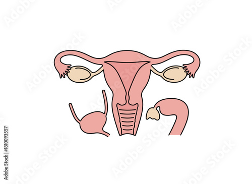 Flat vector illustration of a womb and uterus, with a color icon outlining the female reproductive system, serving as a design element for an obstetrics and gynecology clinic logo, depicting the