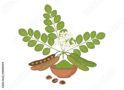 A set of refined botanical illustrations depicting Moringa oleifera leaves, flowers, seeds, and fruits, presented as a bundle of isolated plant parts on a white background in vector format