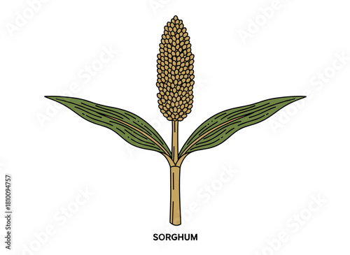 Outlined sorghum plant in a vintage botanical sketch, rendered as a monochrome engraving with detailed contours, presented as a hand‑drawn vector illustration against a white background