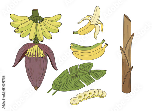 A collection of hand‑drawn vector illustrations featuring bananas, their leaves, bunches, and peels, along with delicious tropical fruit drawings and a set of isolated cliparts showcasing ripe