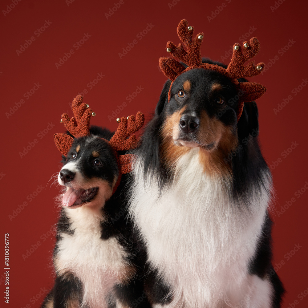 Fototapeta premium Two Australian Shepherds sit together wearing holiday antlers, creating a festive scene. The red background enhances the cheerful mood of the photo.