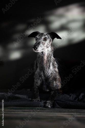 Hochformat Porrait eines Galgo Espanol 