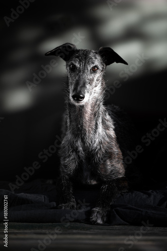 Hochformat Porrait eines Galgo Espanol 