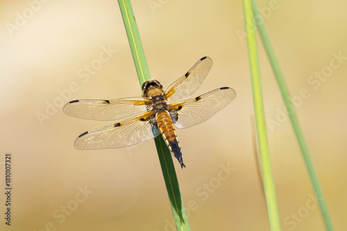 Four-spotted chaser (dragonfly) on grass