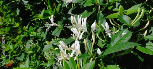 A beautiful honeysuckle flower captured in a horizontal orientation, showcasing delicate white petals and lush green foliage. Perfect for nature-themed projects.
